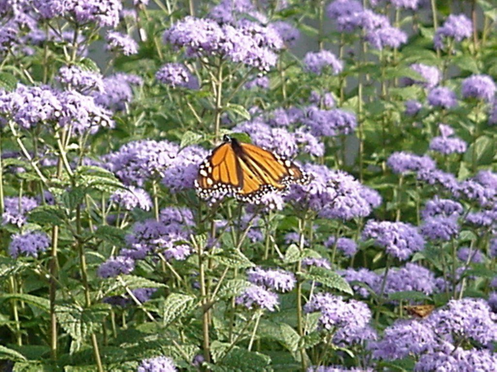 butterfly on ageratum